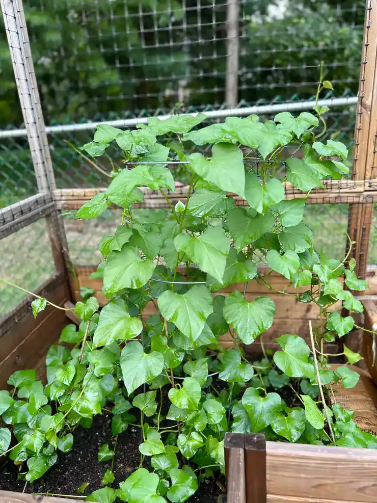 Climbing beans in the Community Garden